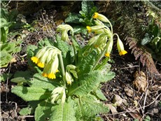 gardenblog