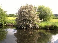 Future Millers Bridge